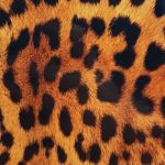 Защитная плёнка Evelatus Universal Leopard Colorful Film for Screen Cutter 